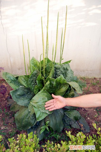 野菜图片大全及名字和功效