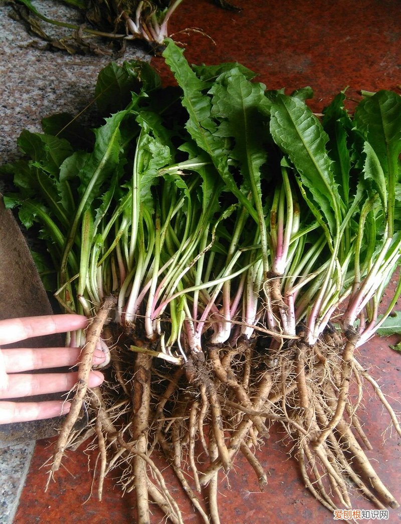 野菜图片大全及名字和功效