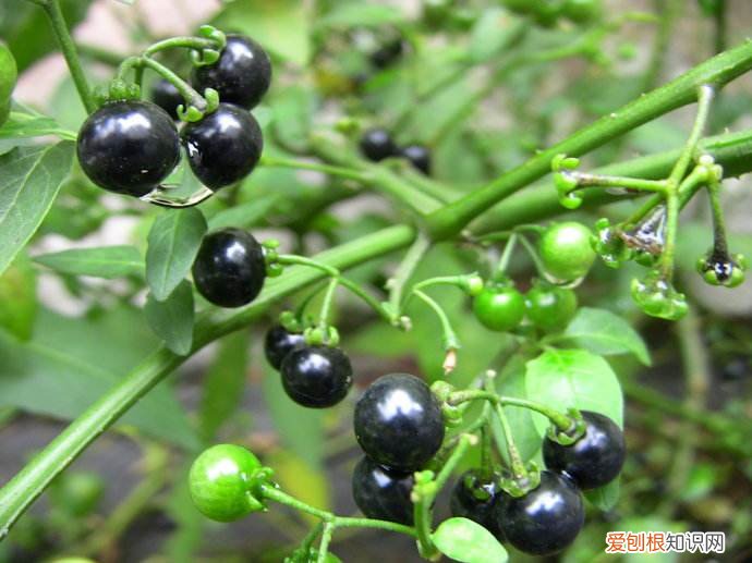 野菜图片大全及名字和功效