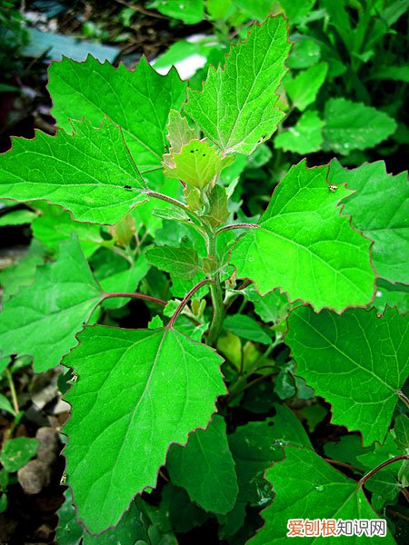 野菜图片大全及名字和功效