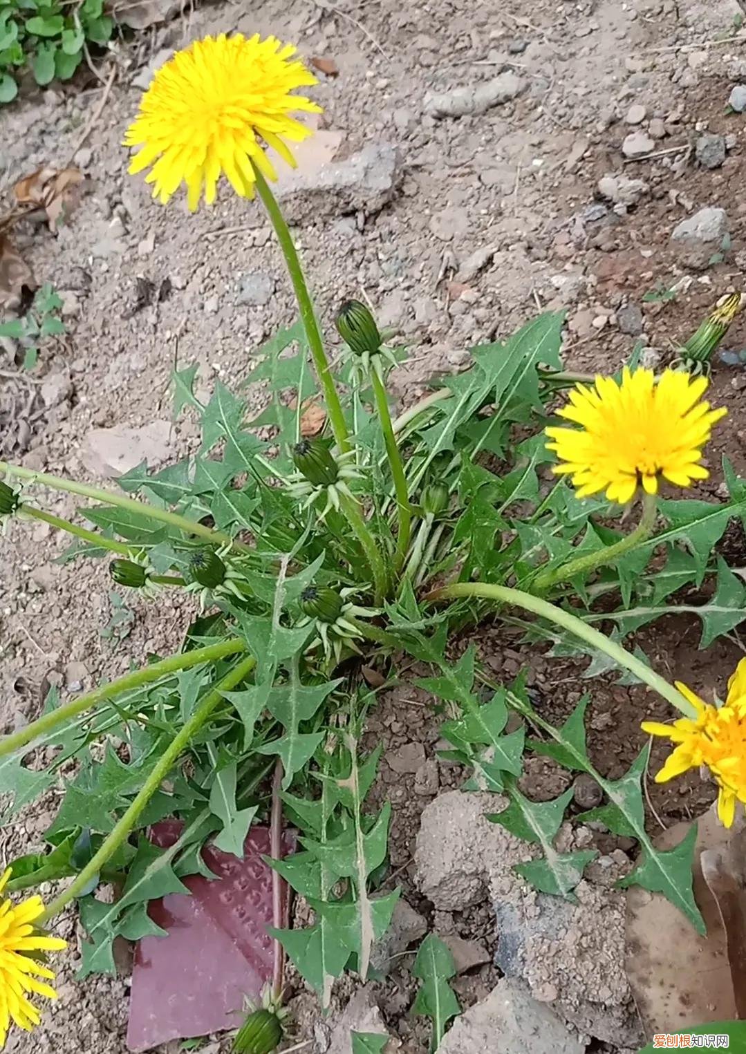 野菜图片大全及名字和功效