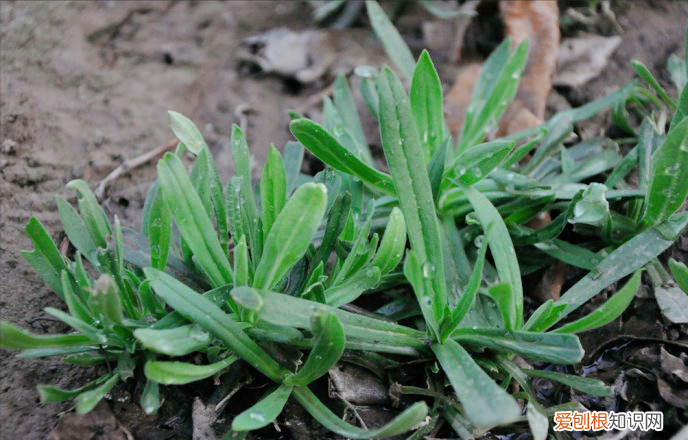 野菜图片大全及名字和功效