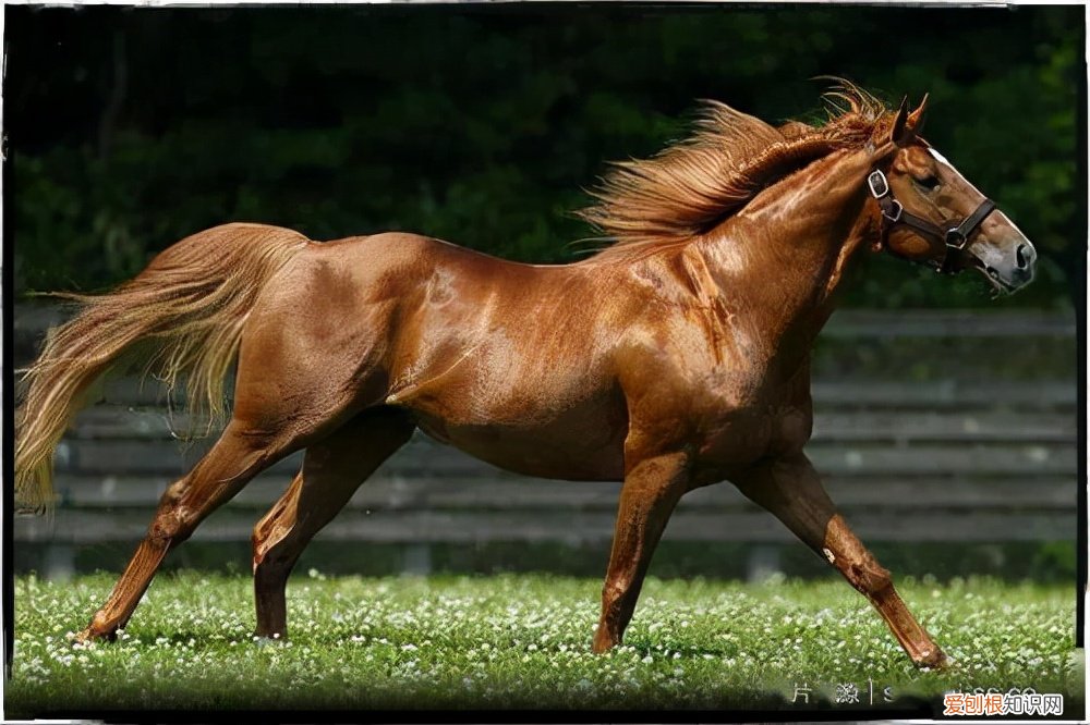 纯种汗血宝马多少钱一匹