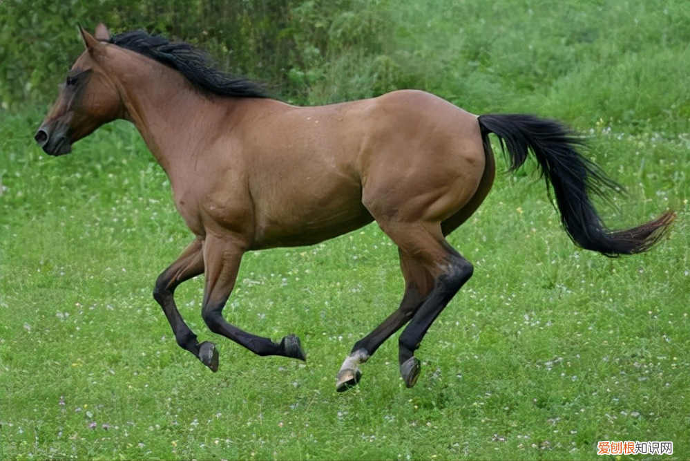 纯种汗血宝马多少钱一匹