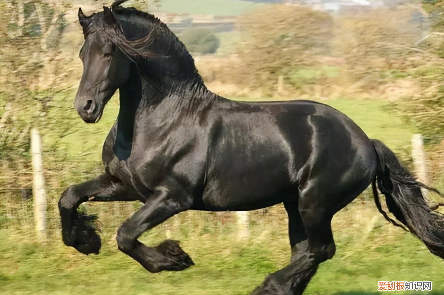 纯种汗血宝马多少钱一匹