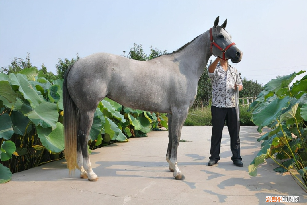 纯种汗血宝马多少钱一匹