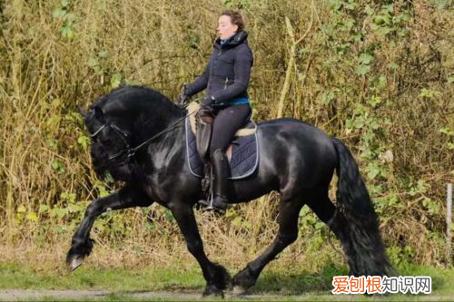 纯种汗血宝马多少钱一匹