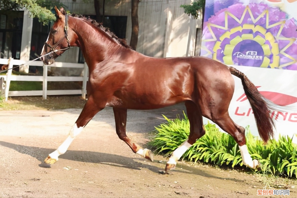 纯种汗血宝马多少钱一匹