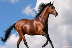 纯种汗血宝马多少钱一匹