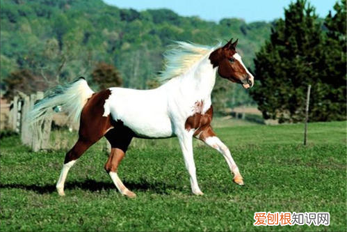 纯种汗血宝马多少钱一匹