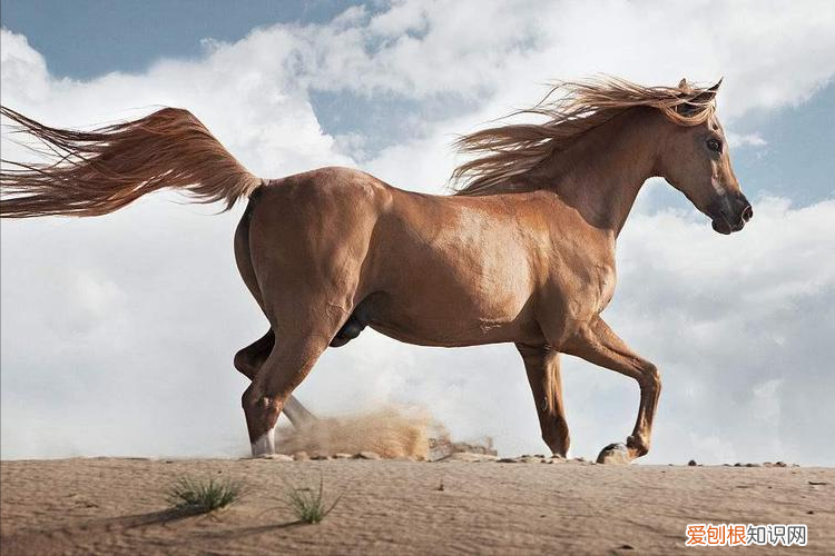 纯种汗血宝马多少钱一匹