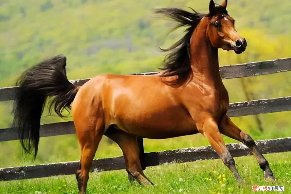 纯种汗血宝马多少钱一匹