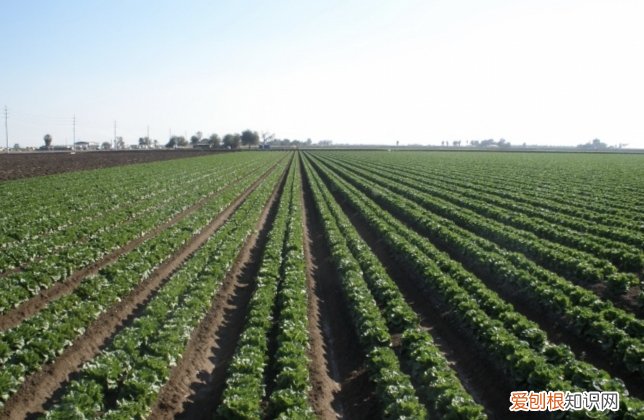 亩和平方米的换算