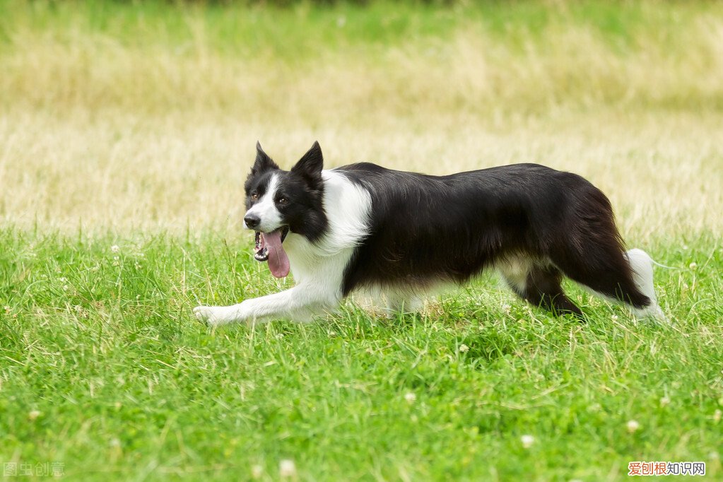 适合家养的中型犬品种及图片大全