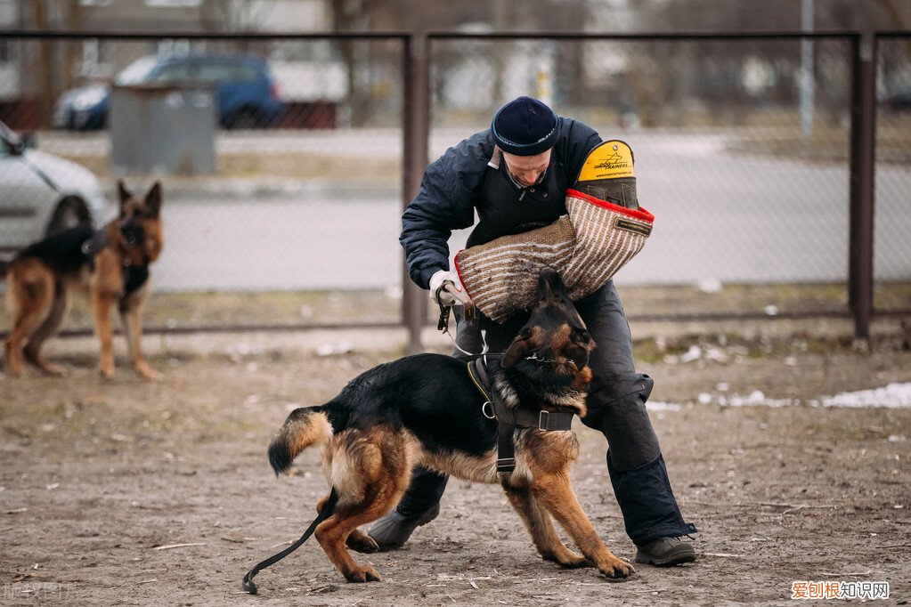 适合家养的中型犬品种及图片大全