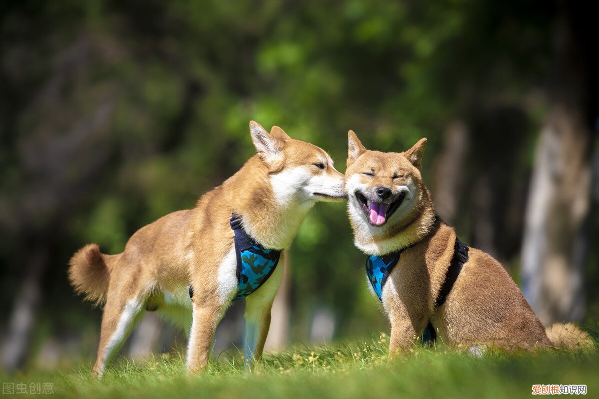 适合家养的中型犬品种及图片大全