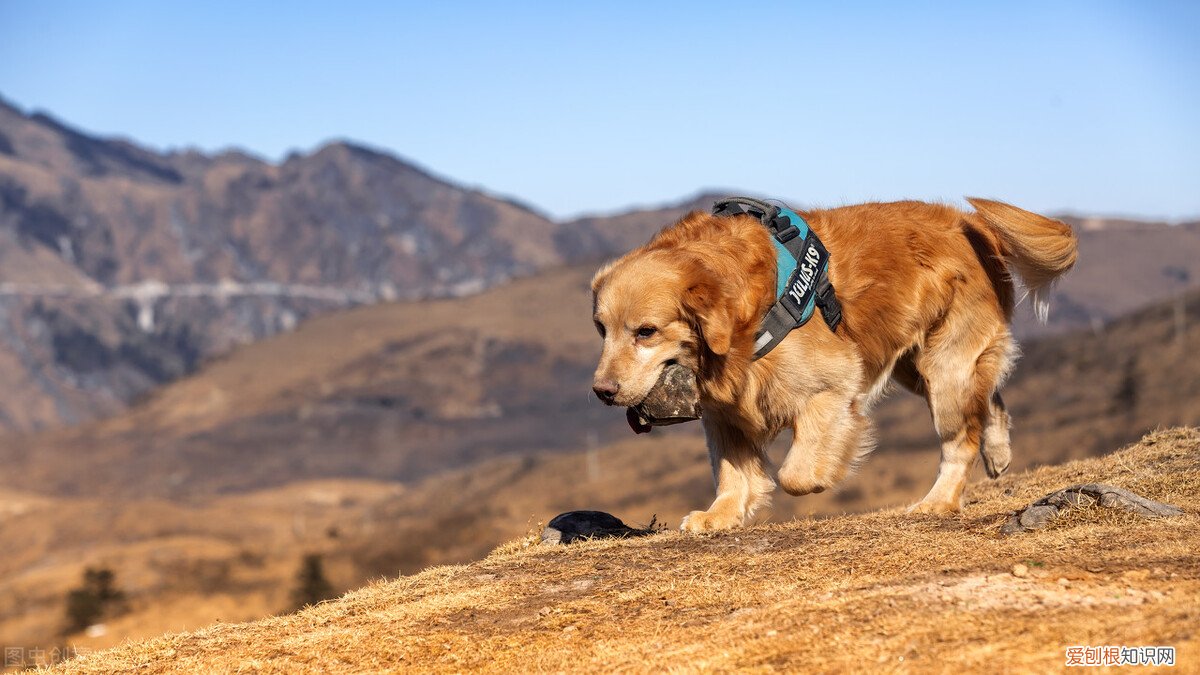 适合家养的中型犬品种及图片大全