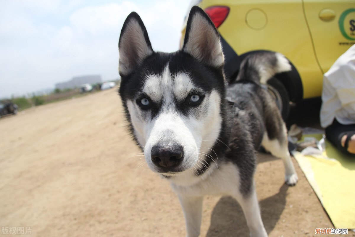 适合家养的中型犬品种及图片大全