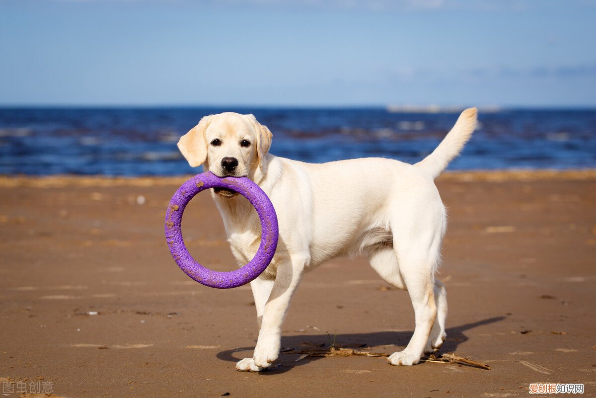 适合家养的中型犬品种及图片大全