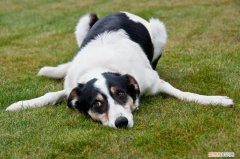 适合家养的中型犬品种及图片大全