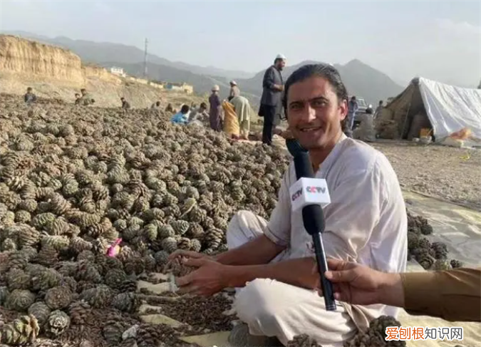 阿富汗松子运抵上海 赵立坚带货