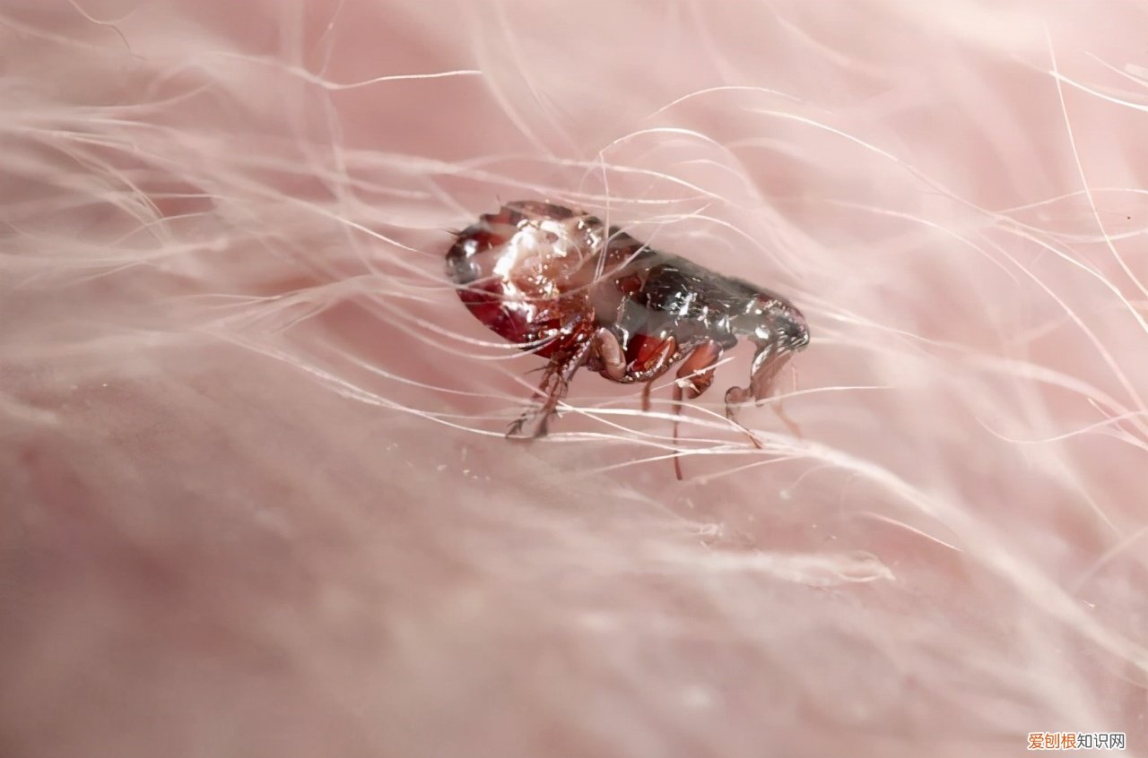 如何彻底消灭跳蚤