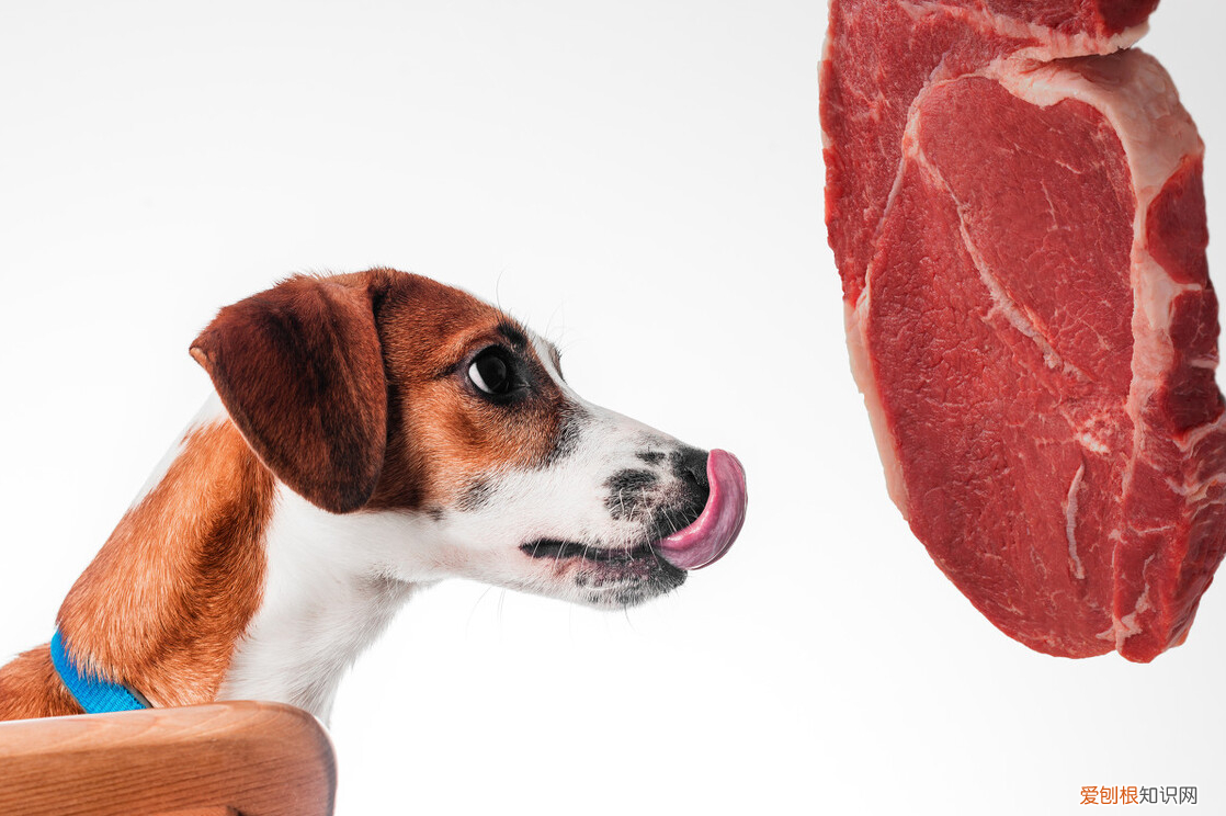 如何彻底消灭跳蚤