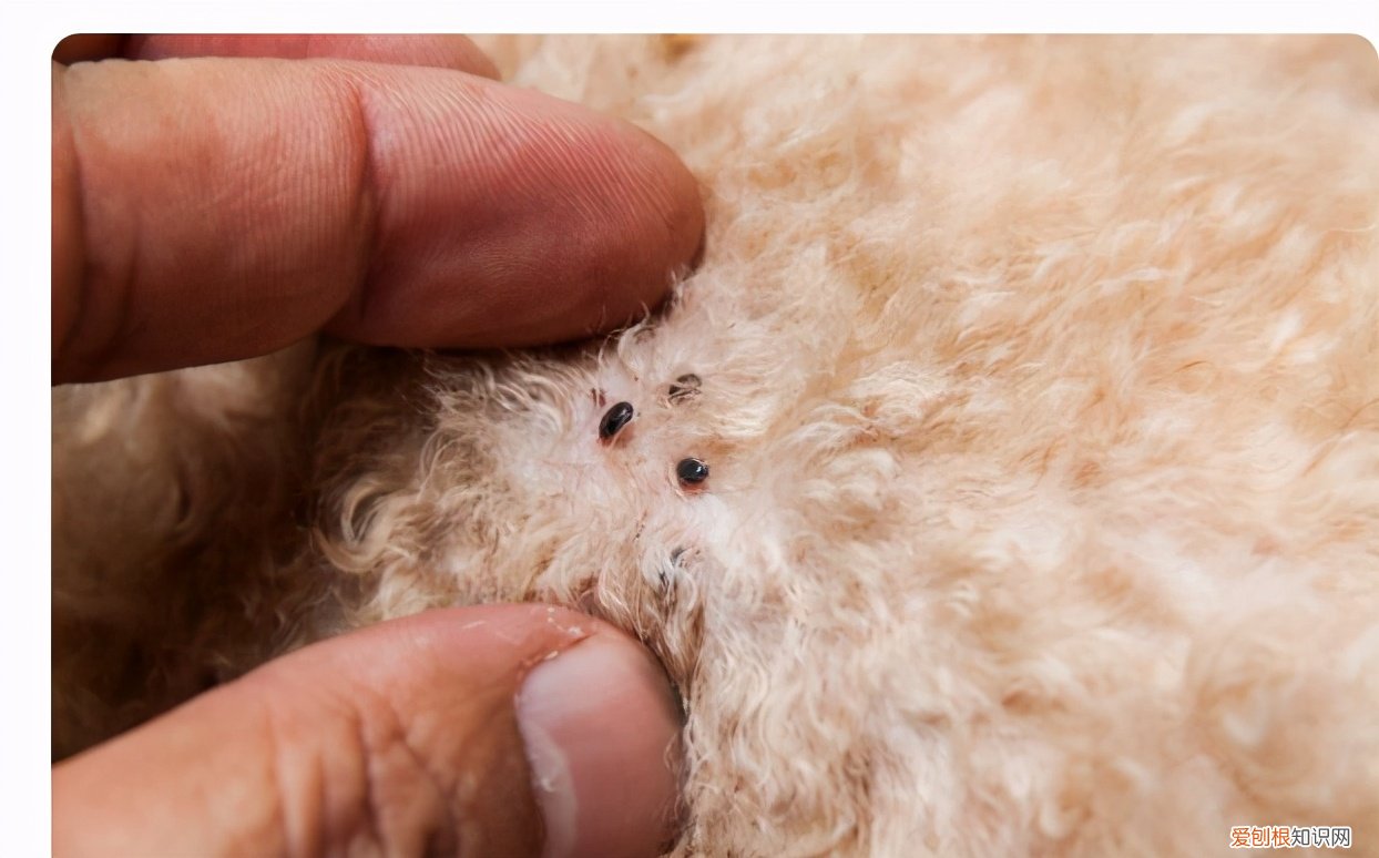 如何彻底消灭跳蚤