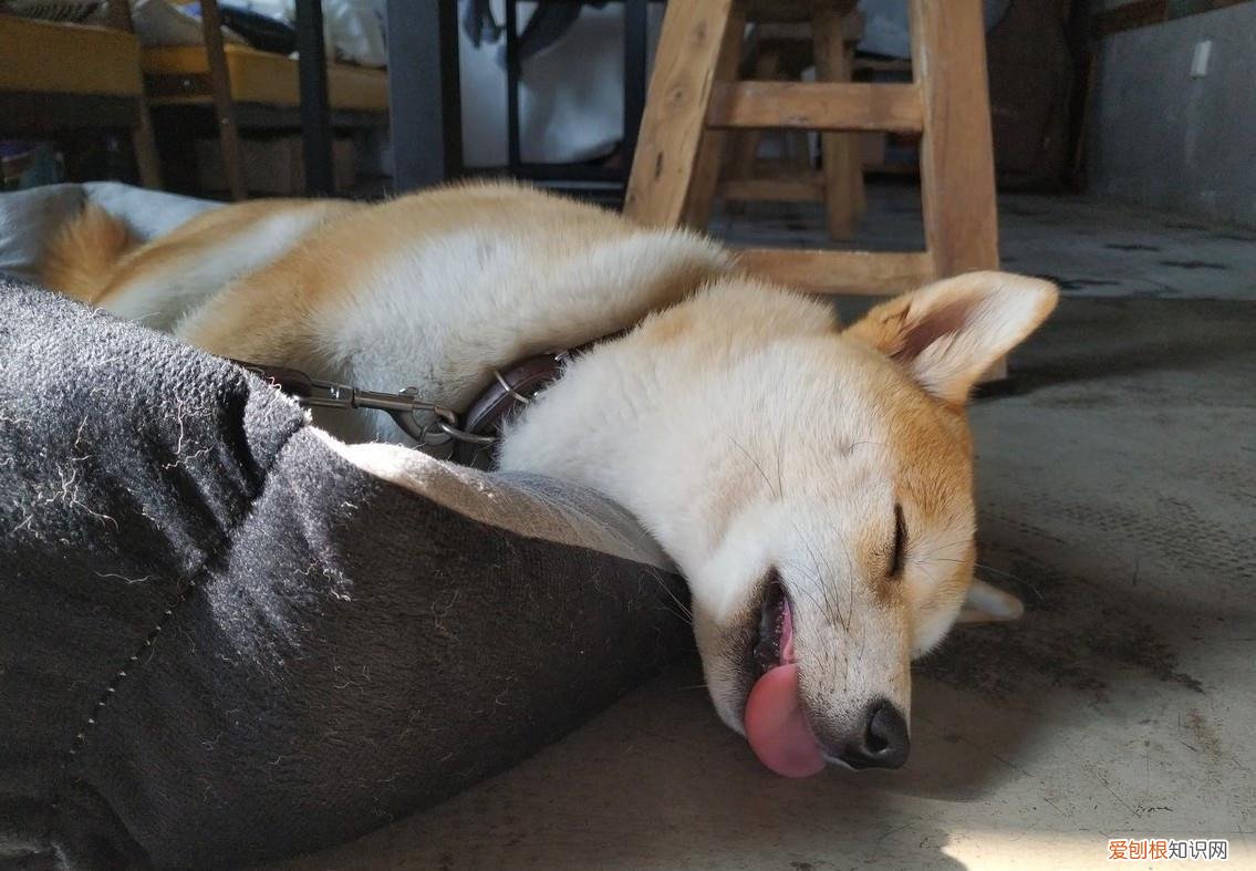 如何彻底消灭跳蚤