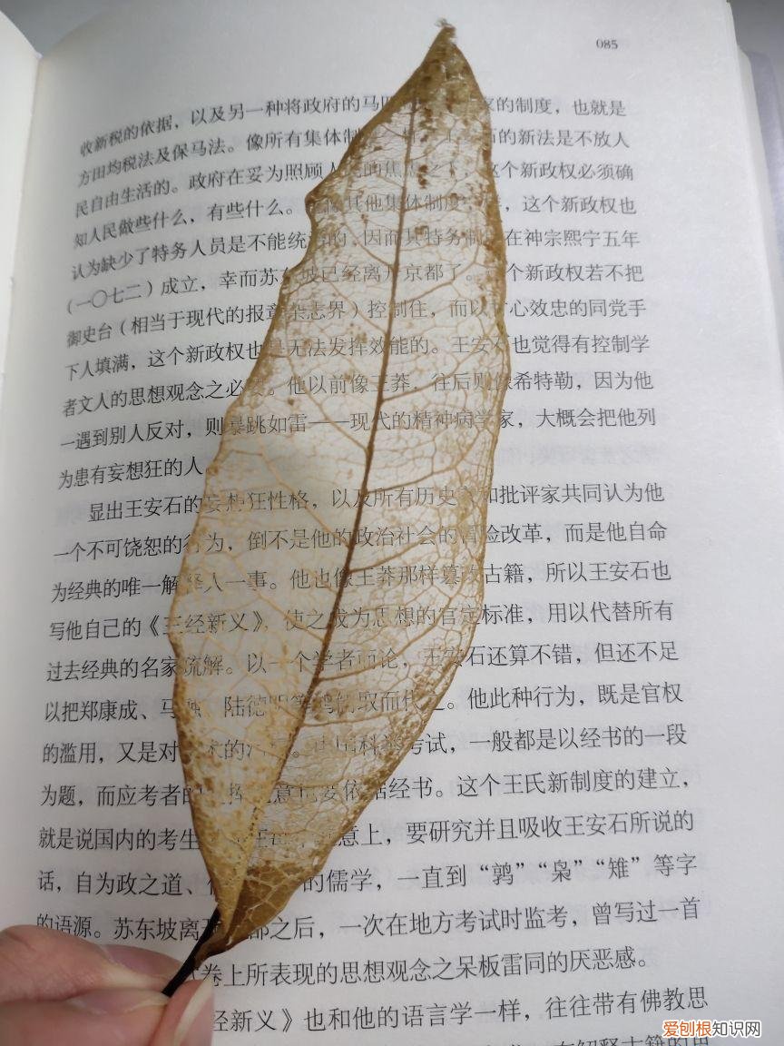 叶子书签制作教程步骤