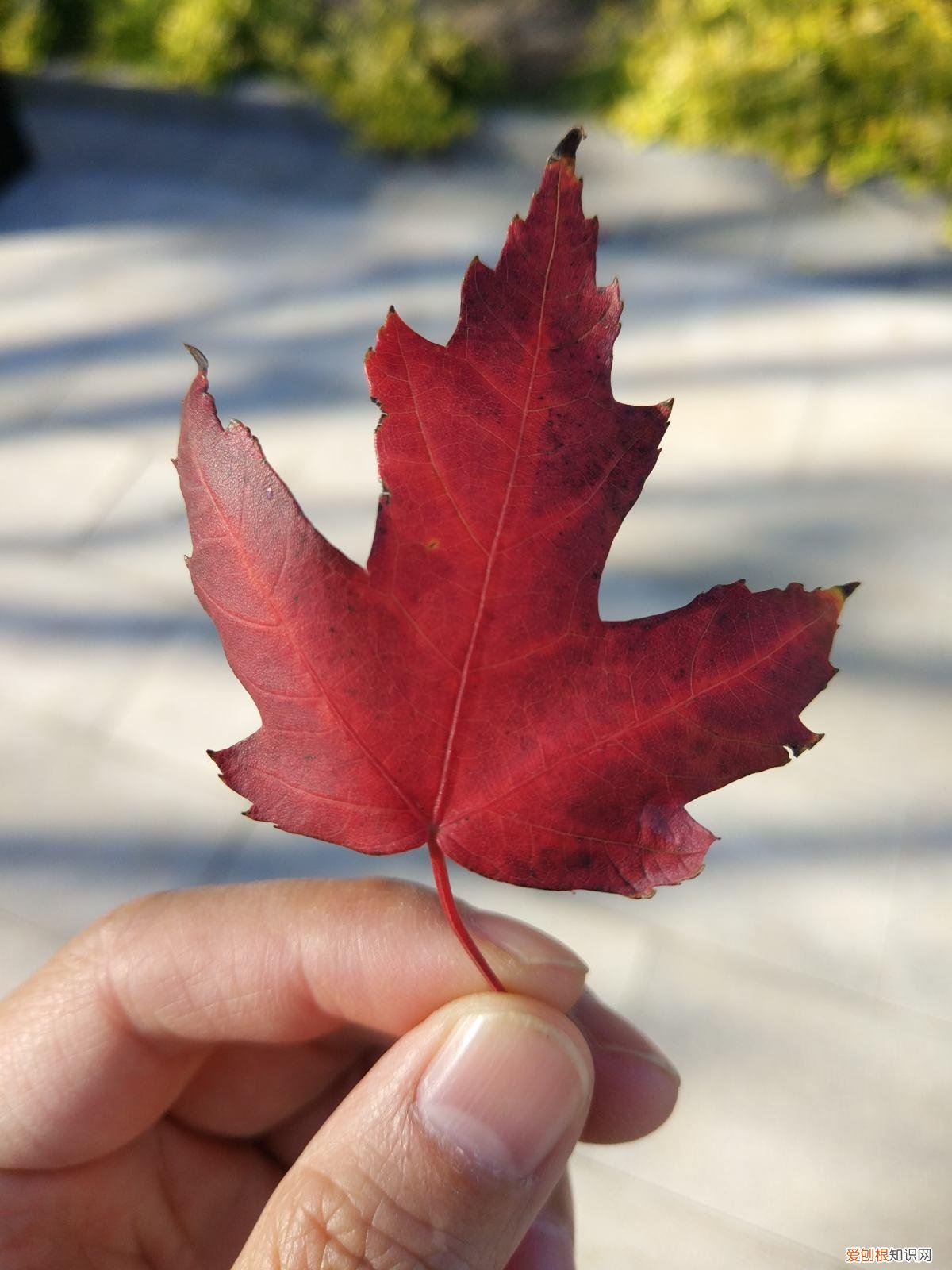 叶子书签制作教程步骤