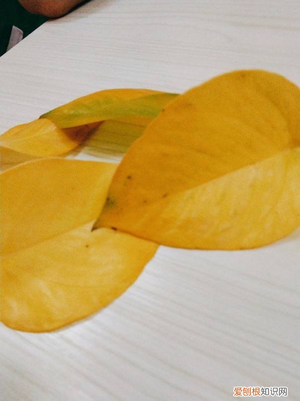 叶子书签制作教程步骤