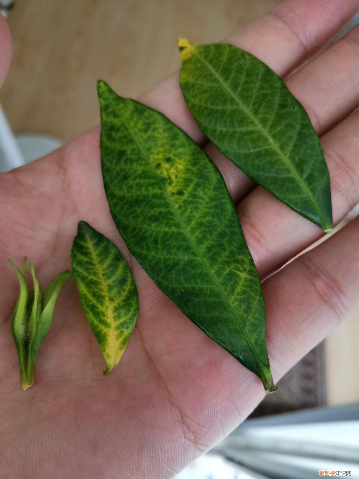 叶子书签制作教程步骤