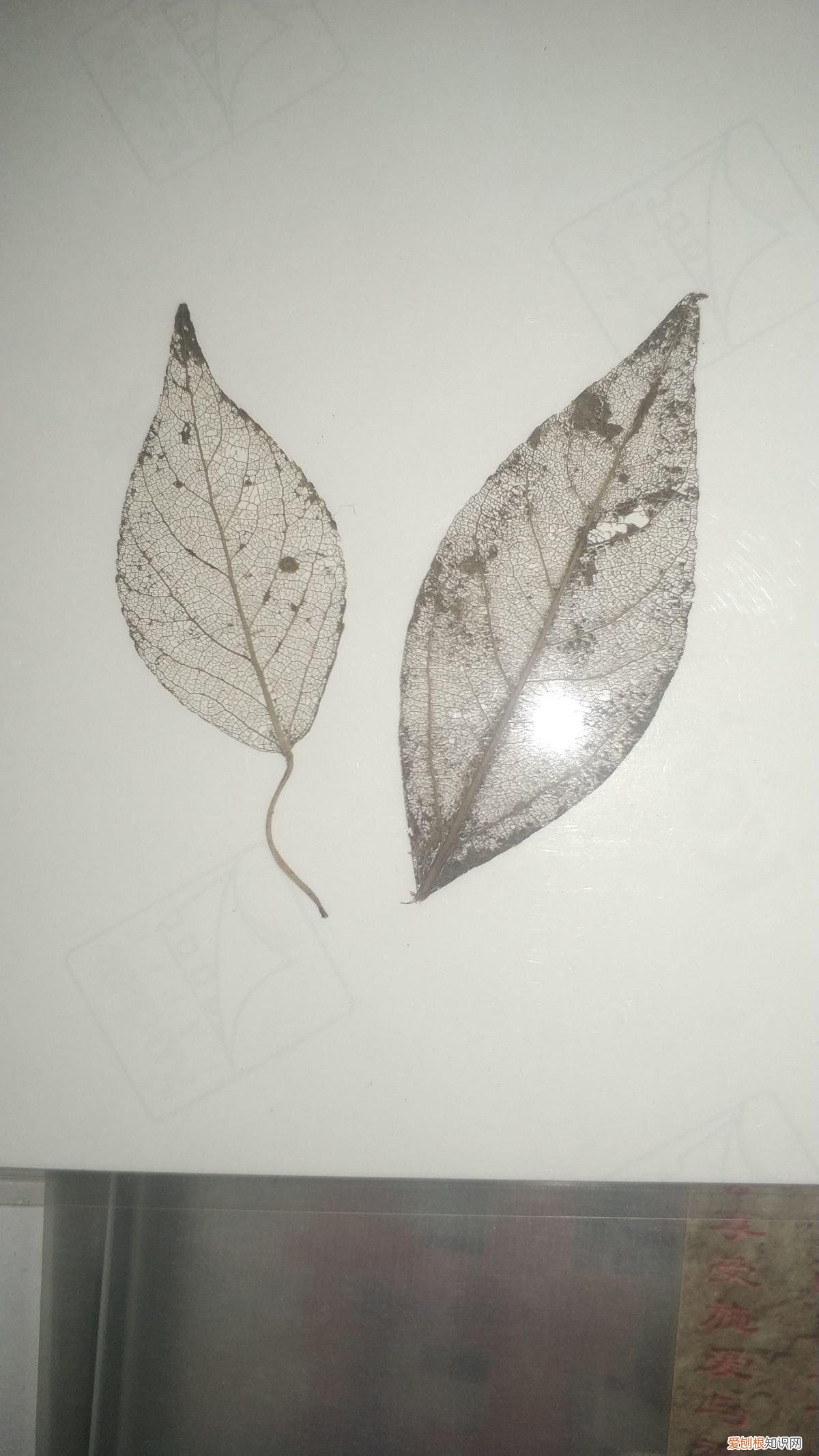 叶子书签制作教程步骤