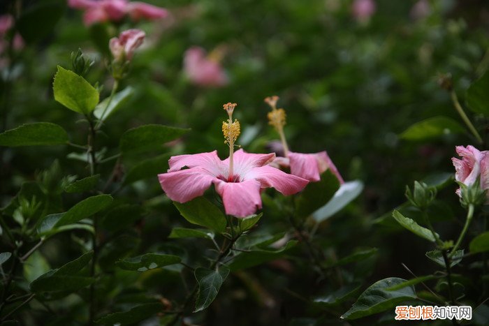 腾龙SP2470G2评测