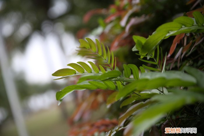 腾龙SP2470G2评测