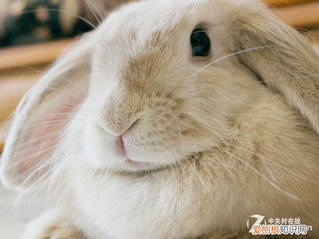 佳能EOS 100D拍照技巧