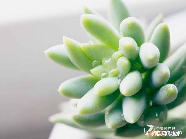 佳能EOS 100D拍照技巧