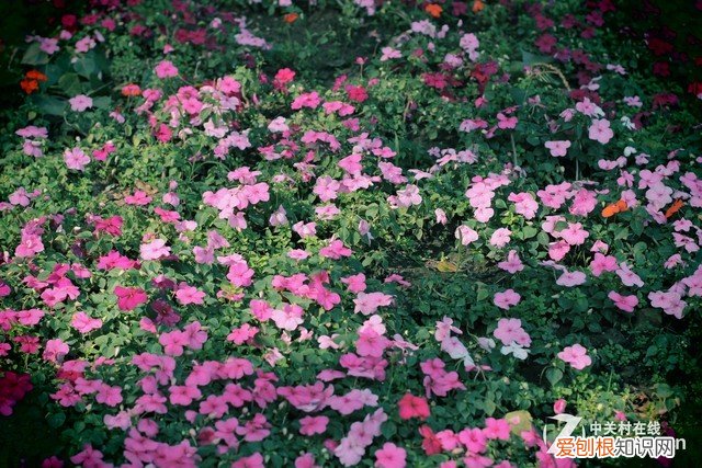 佳能EOS 100D拍照技巧