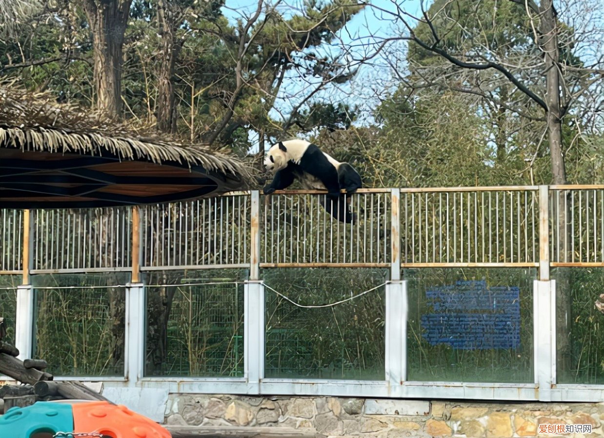 北京动物园一大熊猫翻墙越狱饲养员对其进行“批评教育”