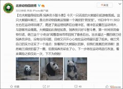 北京动物园一大熊猫翻墙越狱饲养员对其进行“批评教育”