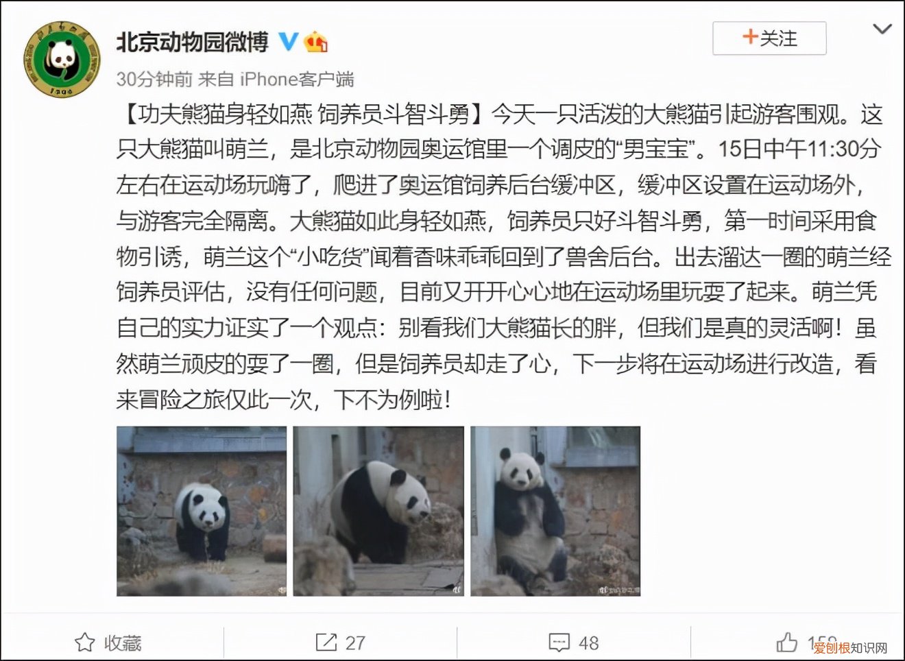 北京动物园一大熊猫翻墙越狱饲养员对其进行“批评教育”