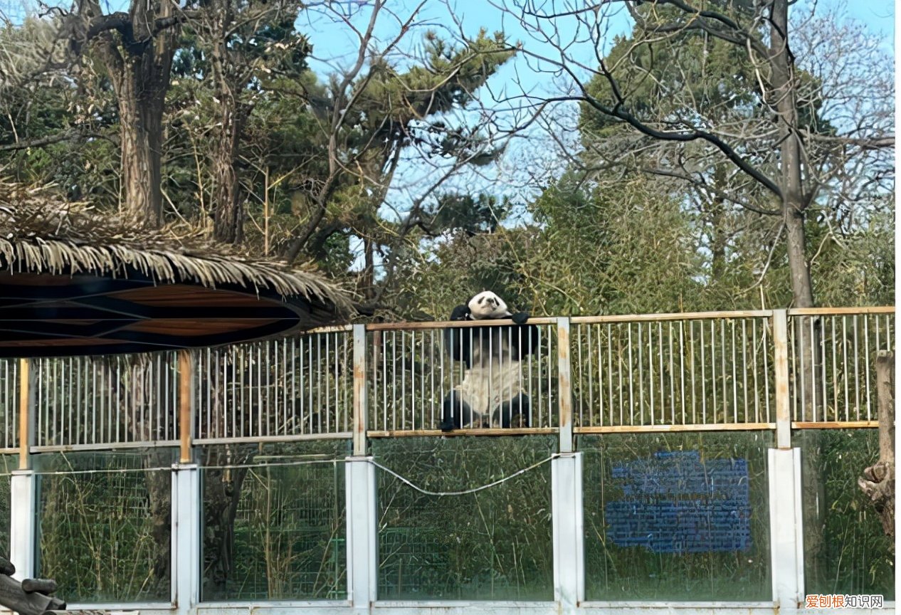 北京动物园一大熊猫翻墙越狱饲养员对其进行“批评教育”