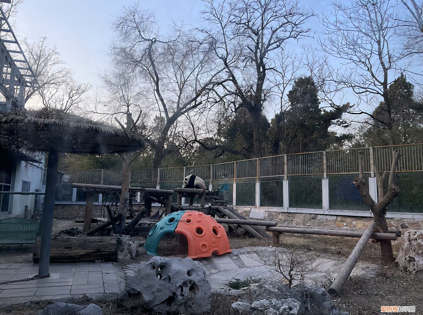 北京动物园一大熊猫翻墙越狱饲养员对其进行“批评教育”