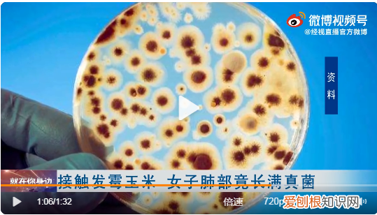 女子接触霉变玉米后肺部长满真菌