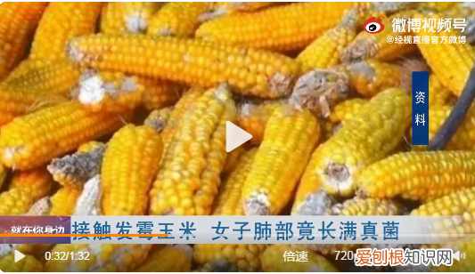 女子接触霉变玉米后肺部长满真菌