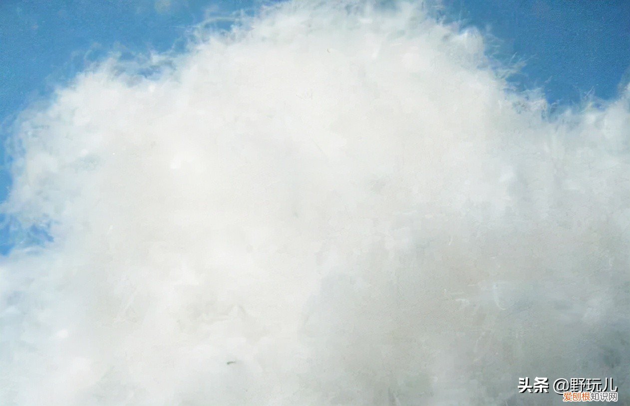 羽绒服应该怎么选?