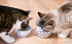 什么猫粮好一点，什么牌子好还便宜？