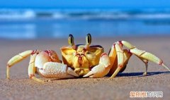 海蟹怎么保存才新鲜,能保存多久？