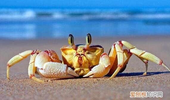 海蟹怎么保存才新鲜,能保存多久?